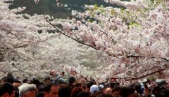 你見過空無一人的中山公園櫻花大道嗎？美！